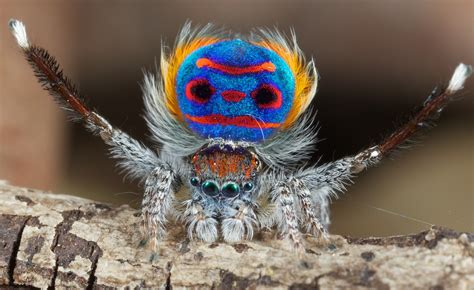 The Peacock Spiders Adorable Dance Moves Will Captivate You Cbs News