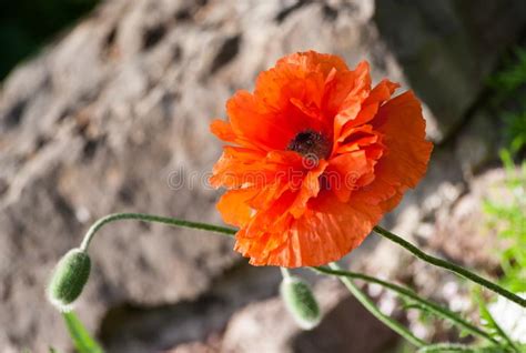 Papaver Eye Catcher Red Orange Large Terry Flower Poppy Grows In A