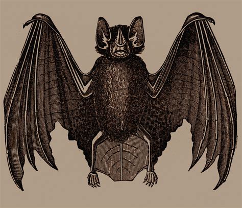 Gothic Bat Illustration