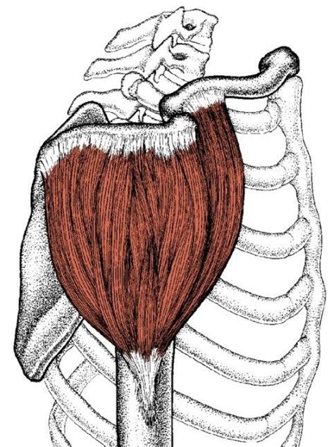 Deltoids Anterior Middle And Posterior Divisions Learn Your