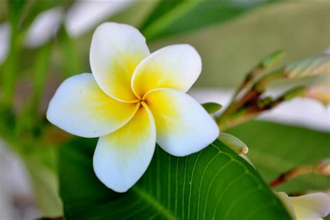 Hawaiian Flowers List And Pictures Best Flower Site