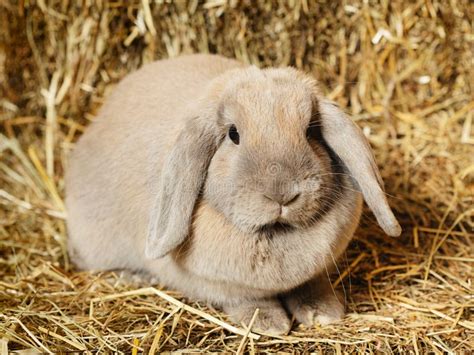Cute Baby Lop Rabbit Bunny Stock Photo Image Of Nature 18456716
