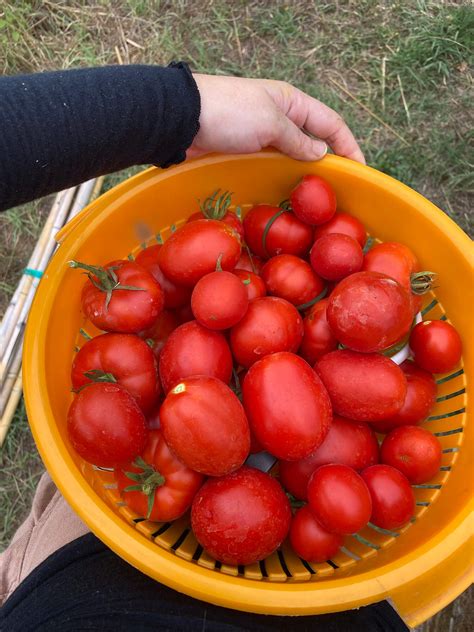 Tomato Harvest Travels In Italy