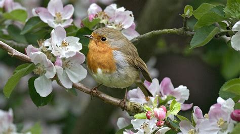 Bird Sitting In A Tree With Flowers All Best Desktop Wallpapers