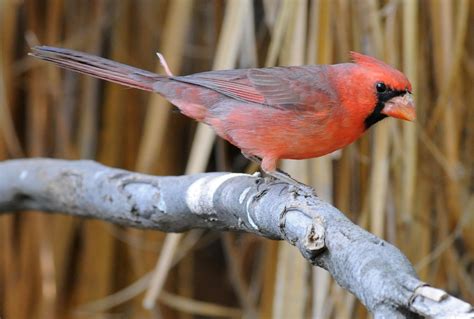 Bird Hybrids Northern Cardinal X Pyrrhuloxia