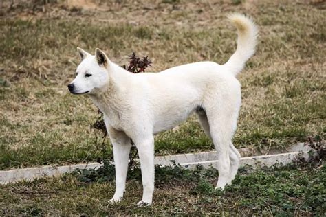 Top 18 How To Train A Jindo Dog The 236 Detailed Answer