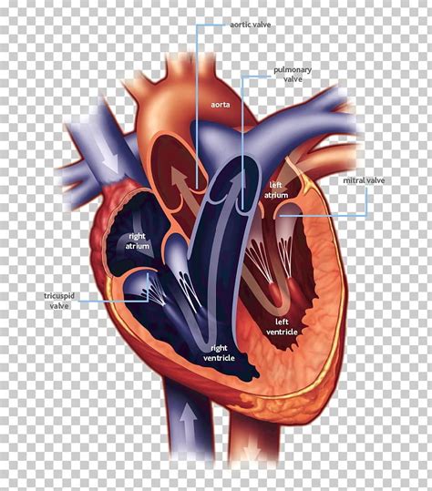 Heart Valve Mitral Valve Heart Ailment Cardiac Surgery Png Clipart