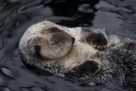 Sleeping Otter Otters Sea Otter Baby Sea Otters