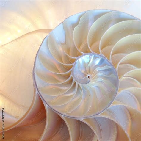 Plakat Shell Nautilus Pearl Fibonacci Sequence Symmetry Coral Cross