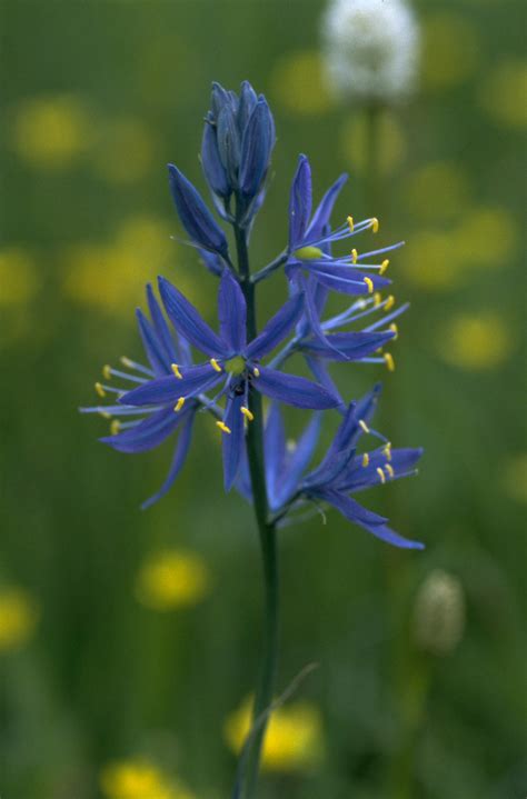 1,168 likes · 3 talking about this · 44 were here. File:Small camas flower, Big Summit Prairie, Oregon.jpg ...