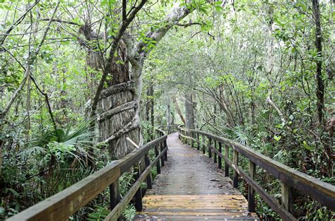 Everglades National Park Wildlife And Excitement 7 Days Abroad