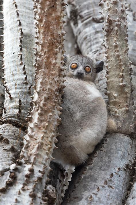 Madagascar, Amboasary, Berenty Reserve Photograph by Ellen Goff