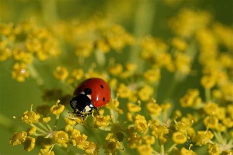 ¿dónde Viven Las Mariquitas Hábitat Y Distribución Con Fotos