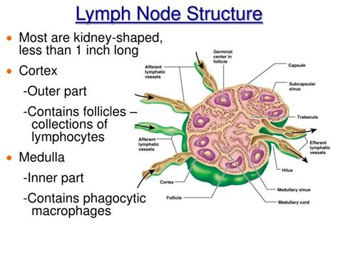 Ppt Chapter 12 The Lymphatic System And Body Defenses Powerpoint