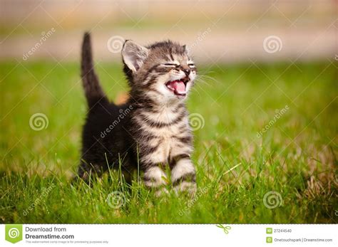 Tabby Kitten Meowing Stock Photo Image 27244540
