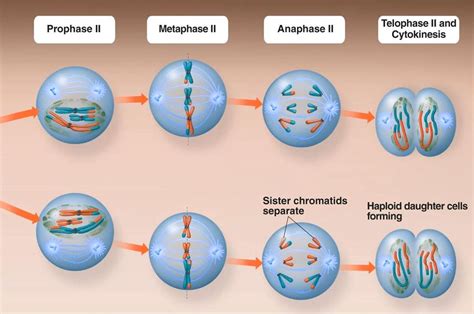 Meiosis Ii Stages And Significance Of Meiosis Ii Cell Division Cloud Hot Girl