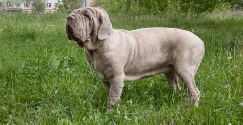 Van hare, performing in van hare's magic circus the breed standard in the united states reads that sweetness of temperament is the hallmark of the. Neapolitan Mastiff Dog Breed Information | Breed Advisor