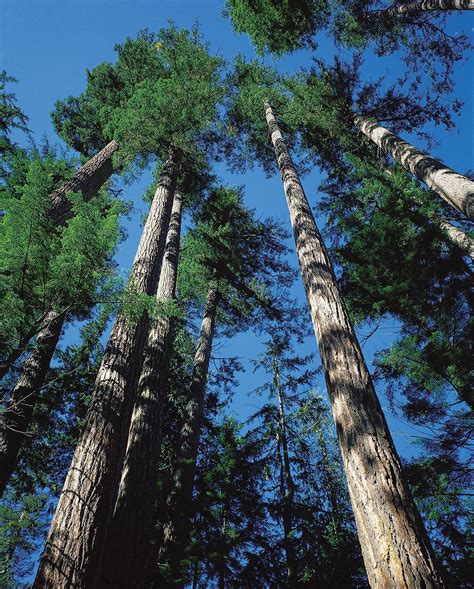 Pacific Coniferous Forest Forest North America Britannica