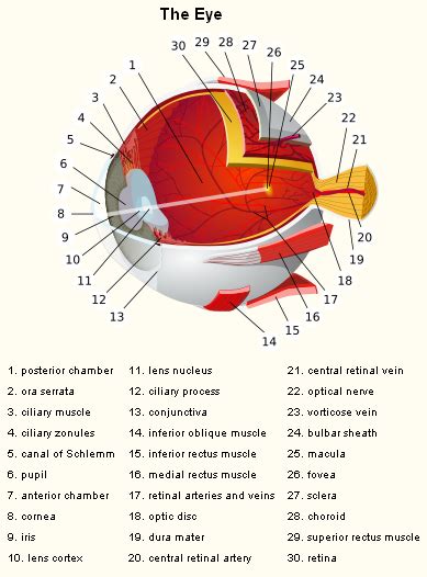 Anatomical Eye Chart