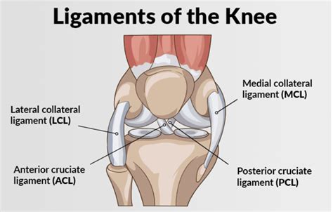 Related online courses on physioplus. Knee Ligament Injury Treatment Specialist in Nashik
