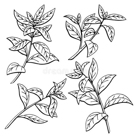 Tea Plant Graphic Black White Sketch Isolated Illustration Stock Vector