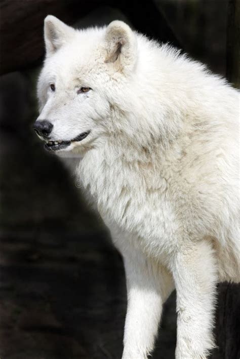 12437 Arctic Wolf Stock Photos Free And Royalty Free Stock Photos From