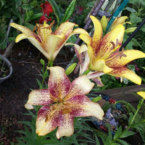 Lilium Lionheart Lily Lionheart Asiatic Uploaded By Learnerp