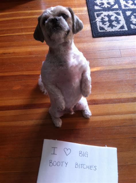 Pin On Dog Shaming