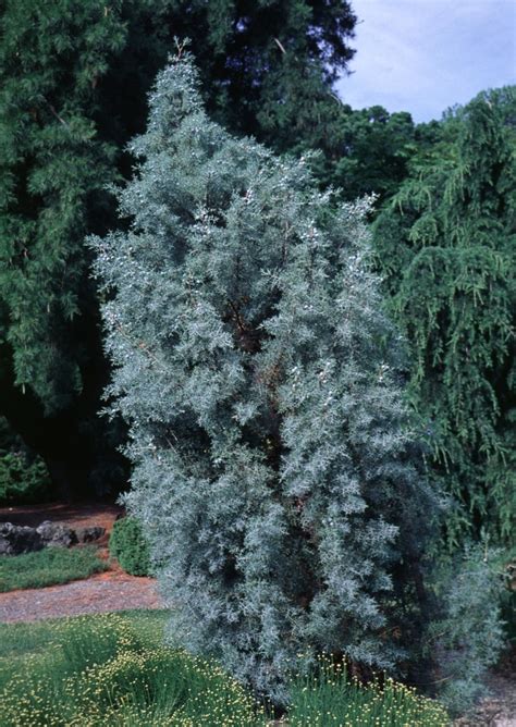 Cupressus Arizonica Blue Ice Arizona Cypress Siteone