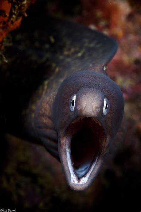 Photographing Eels Weird Sea Creatures Deep Sea Creatures Ocean