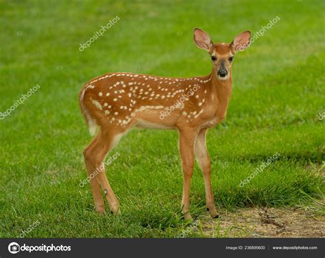 White Tailed Deer Fawn Spots Meadow Summer Stock Photo By ©eeitony
