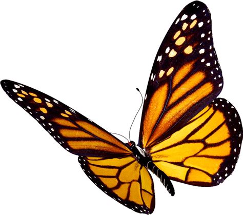 Transparent Background Monarch Butterfly Clipart Png Download Full