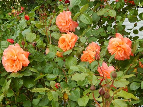 It is also the name of a fallen angel who was considered the patron demon of tainted love and seduction. Beautés Florales : ROSIER WESTERLAND
