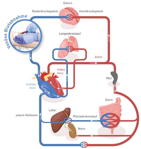 Hierbei handelt sich um einen proteaseinhibitor, der den proteinabbau in der zelle verhindert). Chronische Entzündung: inflammatio - Labor, Diagnostik und ...