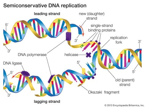 What Is Template Dna