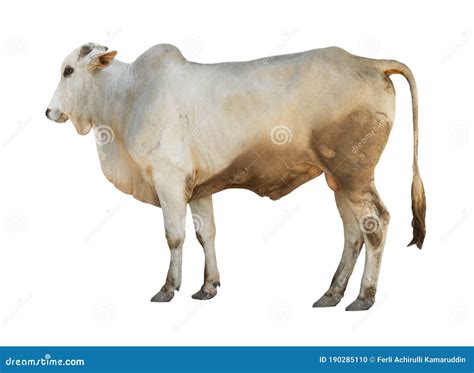 White Cow From Side View Is Standing Stock Photo Image Of Farming