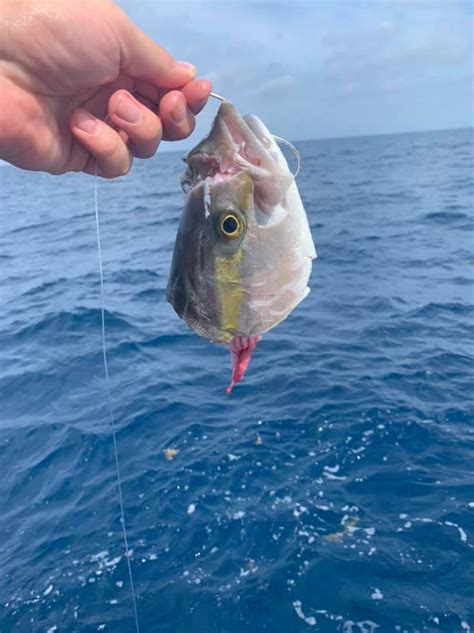 Banded Rudderfish — Florida Sportsman