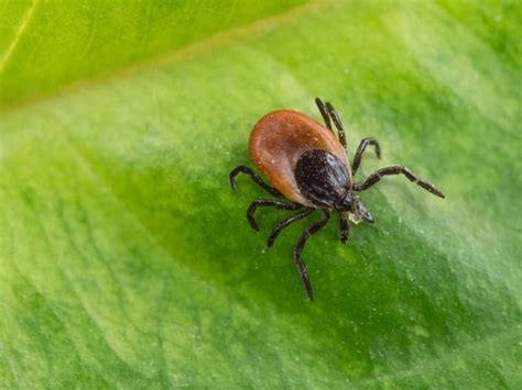 Here Are The Biting Ticks In Maryland Number Of Lyme