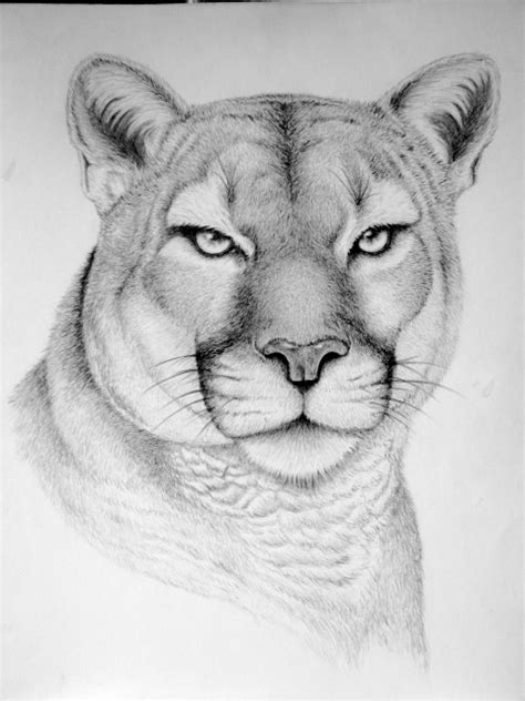 Wild Animals Pencil Drawing Images Pencildrawing2019