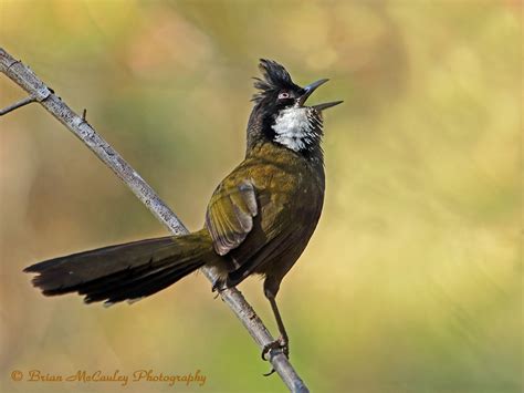 Australias Rainforest Birds Birdnote