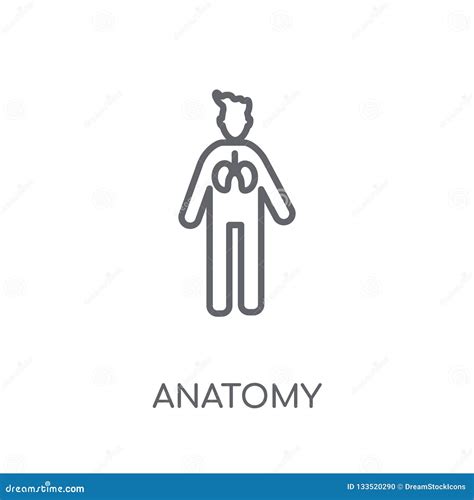 Anatomy Linear Icon Modern Outline Anatomy Logo Concept On Whit Stock