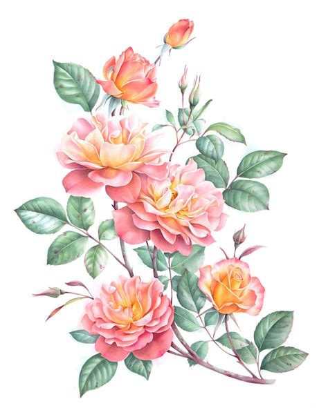 Watercolor Roses On Behance Watercolor Paintings Easy Botanical