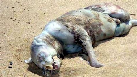 Monstros Do Mar Reais