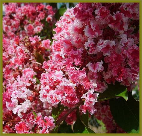 In fact, the streets of norfolk, virginia, are lined with beautiful crepe myrtle trees, a project of the much loved fred huette. Pin on Yard ideas