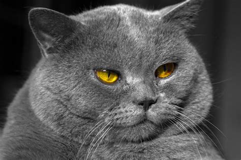 Premium Photo Close Up Of Gray British Shorthair Cat
