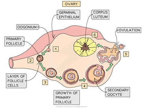 What Is Oogenesis Definition Stages Process Tutoroot