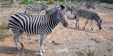 We did not find results for: Plains Zebra Facts & Information - Monarto Zoo