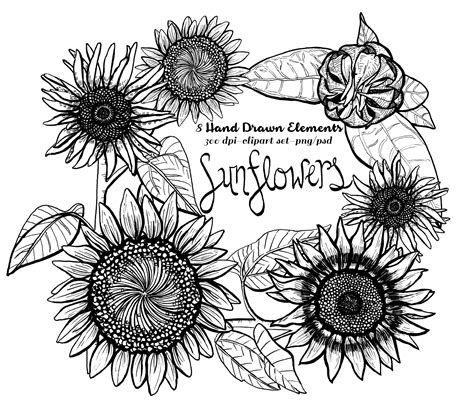 Outline Sunflower Drawing Template Black And White Sunflower Template