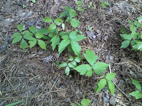 Foraging Texas Identification And Treatment Of Poison Ivy