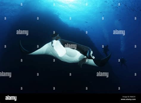Manta Ray Diving Underwater Galapagos Islands Pacific Ocean Stock Photo